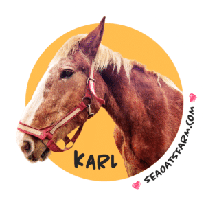 Karl the Majestic Draft Horse of Sea Oats Farm
